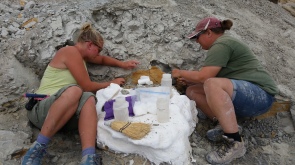 Excavating a small ornithischian in the Mussentuchit
