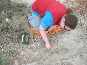 Excavating a bone in Dinosaur Provincial Park